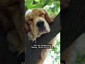 Thought it was raining… but turns out someone’s just too relaxed! 💤 #funnycute #aww #shortsfeed