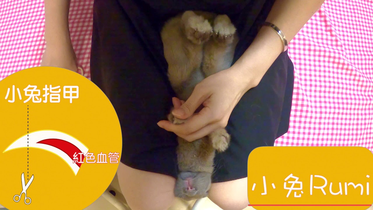 兔子剪指甲一人可完成『小兔子嚕咪』