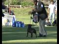 BIS &amp; RUBIS CH Trueblend No Regrets - Staffordshire Bull Terrier Club of W.A. (Inc) Champ Show 2008