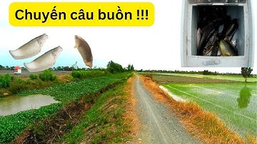 Câu cá Thác Lác: Buổi câu một người ăn không đủ ! Hên được con cá rô bự giải sầu | ENG&CHINESE Sub
