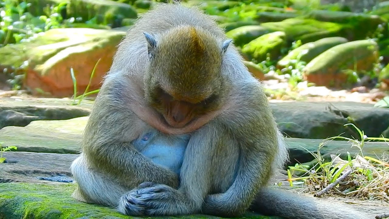 Danna very sad what going on with her / Monkey Post