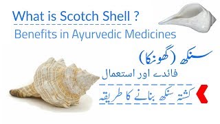 What Is Sankh (Scotch Shell)? Benefits | Kushta Banane Ka Tarika