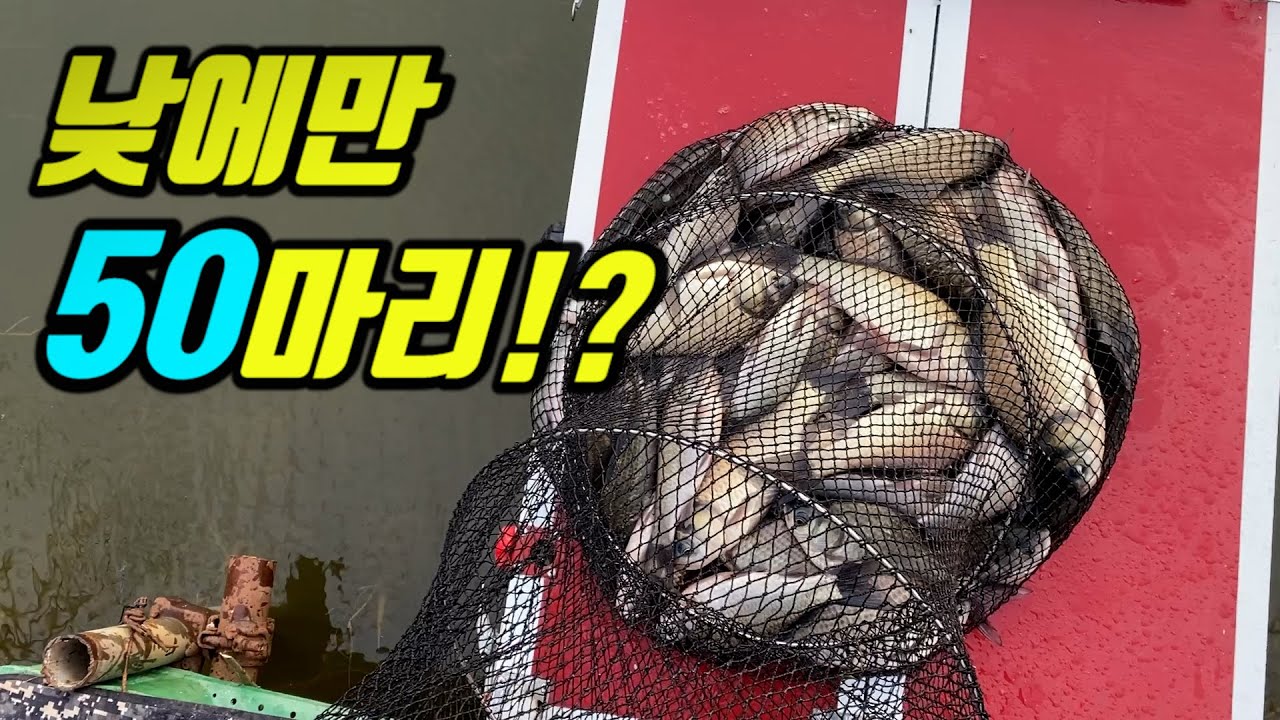 초대박조황!!! 낮낚시에만 50마리 바로 가능합니다.