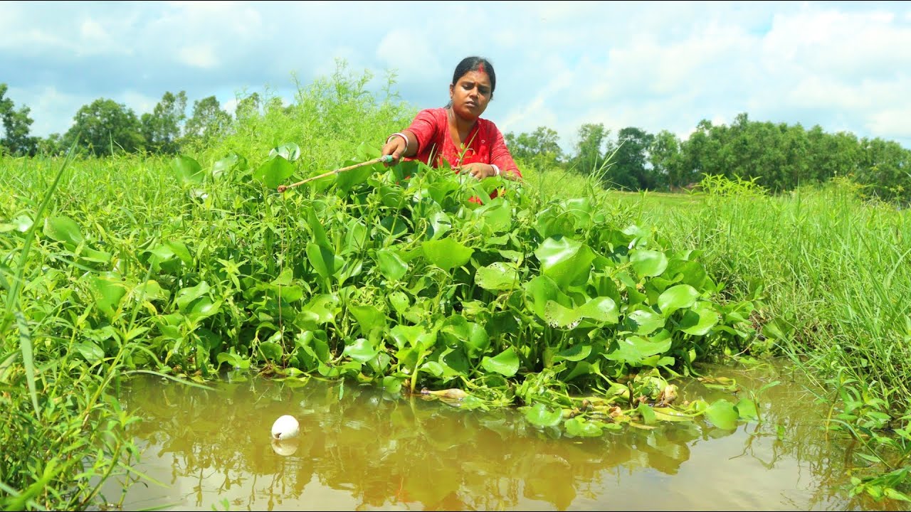 Awesome Fishing Video 🎣😮 hook Fishing In Mud Water Lady Catching