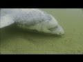 Shark Men Shark Revival | National Geographic | VideoRay Pro 4 | Atlantas Marine