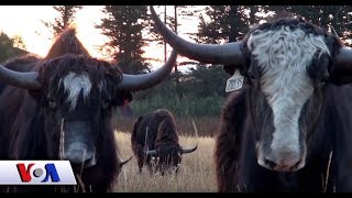 Amerika rancholarida