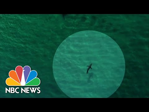 Some Beaches Begin To Use Drones As Shark Attacks Increase