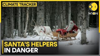 Arctic Reindeer At Risk Climate And Other Dangers Wion Climate Tracker