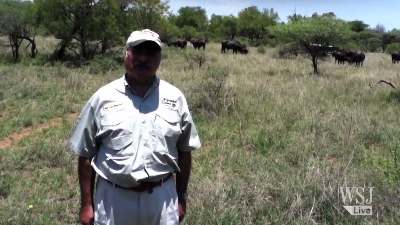 Big Game Breeding Means Big Bucks In South Africa YouTube
