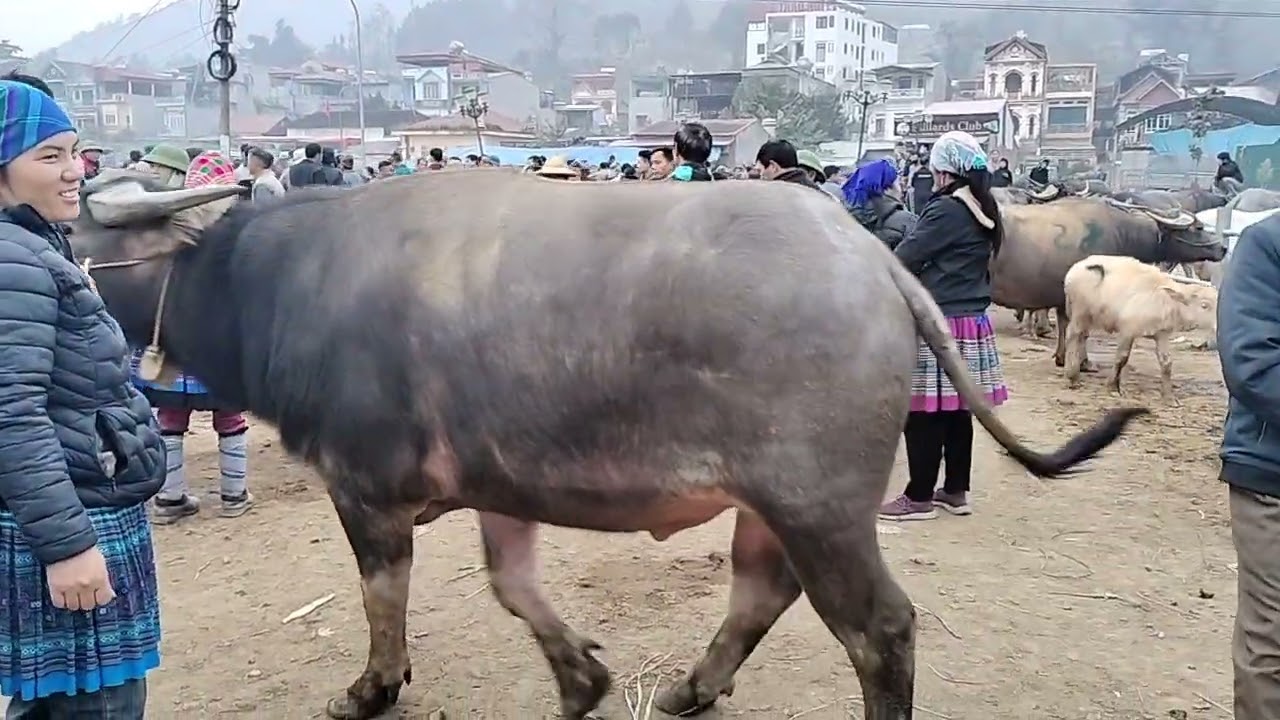 Chúc mừng những chú trâu theo chủ mới về xuôi chợ trâu bắc Hà 