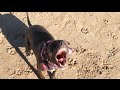Chicago Dog Training / Hero the Pit Bull / Log Leaping at the Nature Reserve Chicago Dog Training / Hero the Pit Bull / Log Leaping at the Nature Reserve