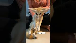 One year with a Fennec Fox! 🦊