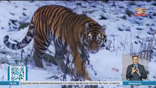 Реинтродукция туранского тигра в Казахстане начнется в 2026 году