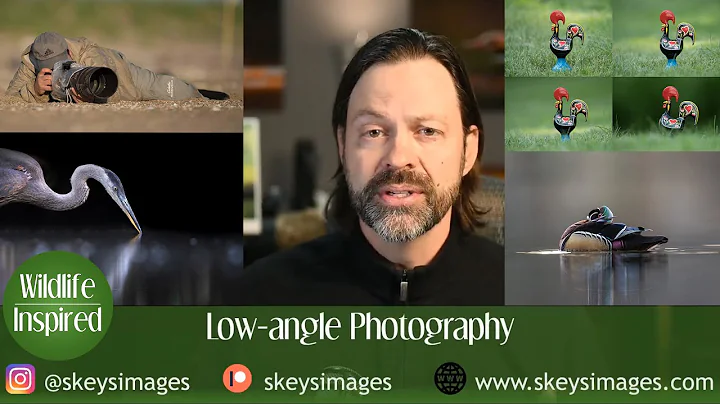 Low Angle Photography for Wildlife, Why Perspective Matters - DayDayNews