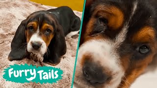 Amazing Basset Hound Puppy Rescue | Furry Tails