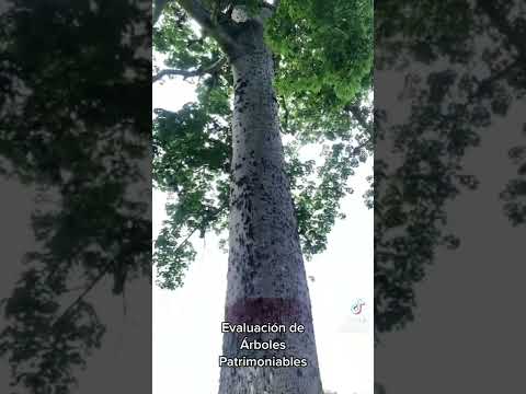 Video: Ceiba (medis): nuotrauka, aprašymas, kur auga