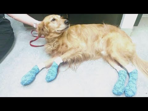 Video: Suņu ķepas var sadedzināt uz karstuma seguma. Lūk, kā to novērst