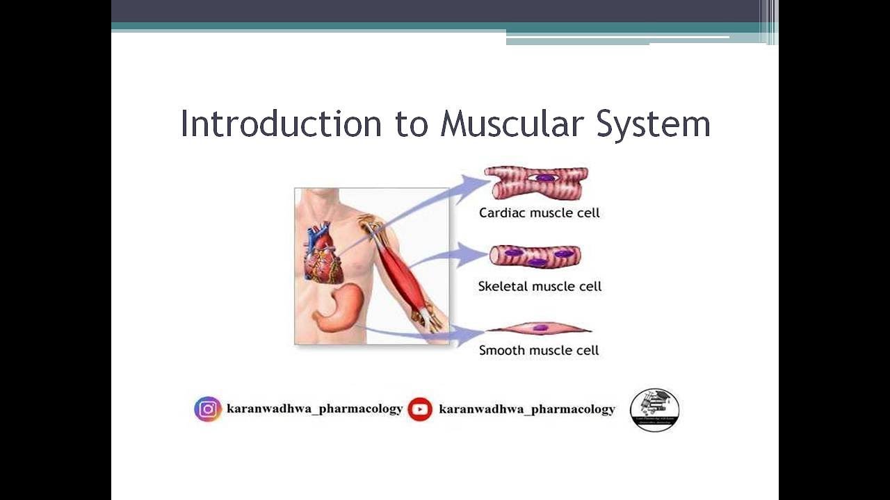 Muscular System Introduction Muscular System | Skeletal Muscle | Part 1 | Introduction - YouTube