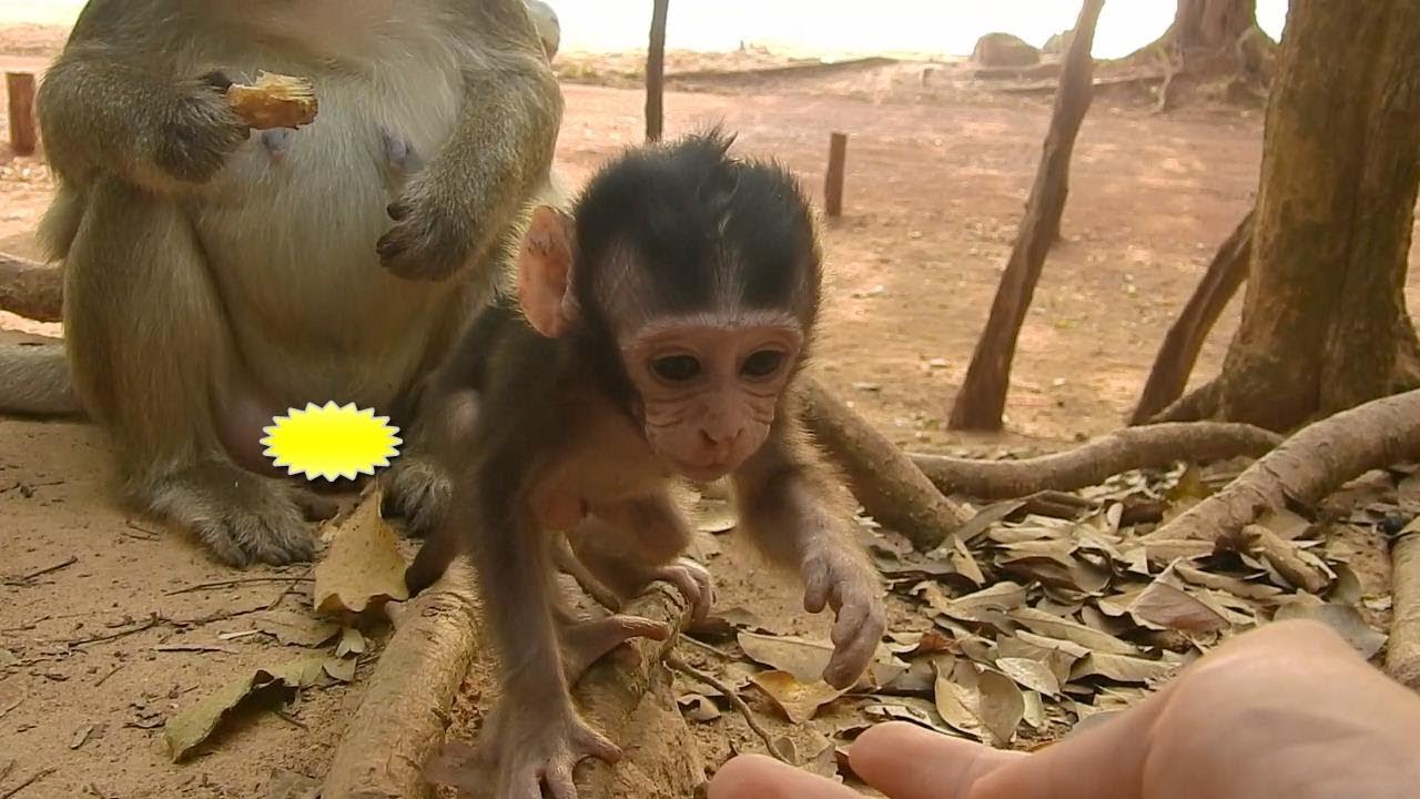 So adorable! Count on me style with  baby Toni | Baby monkey Toni, Toni baby monkey