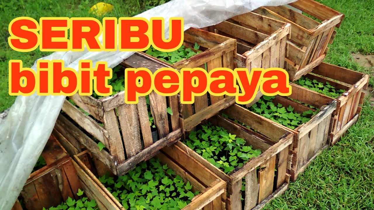 Cara menanam pepaya california part 2