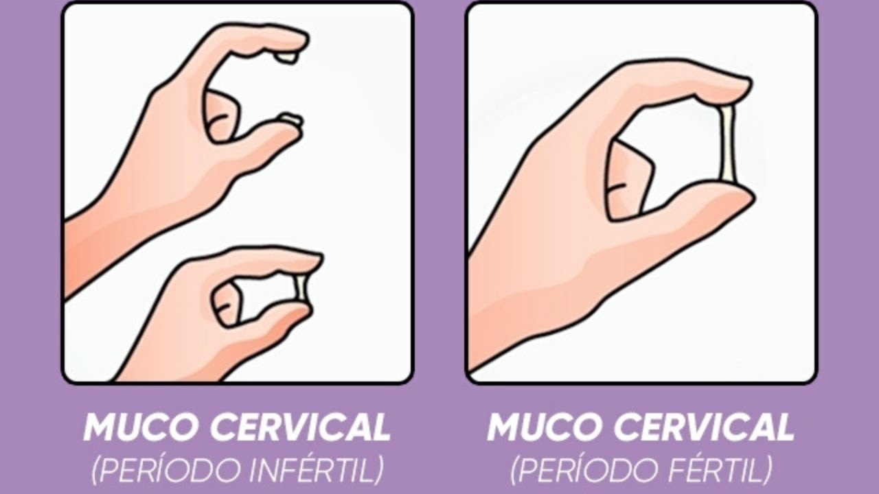 MUCO CERVICAL AUMENTE O muco cervical / as mudanças do muco durante o