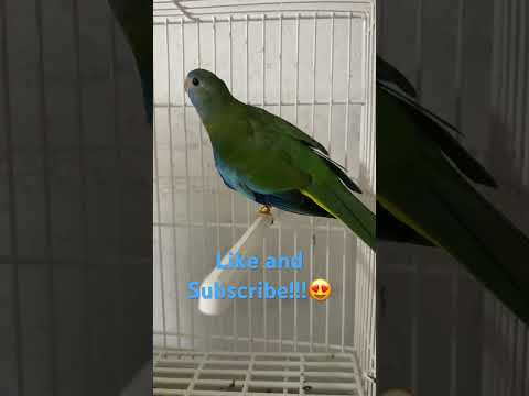 Neophema Splendida #aviario #budgies #birds #periquitos #youtubeshorts #neophema #shorts