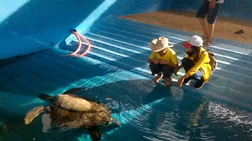 Tham quan khu bảo tồn Rùa biển, tại Vườn Quốc gia Núi Chúa 10Jan2018