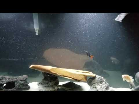 False Map Turtle tank with fish
