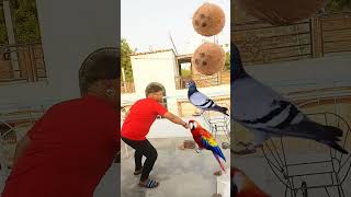 Rounding coconut to Duck Peacock Pigeon& Parrot - Birds names magic video