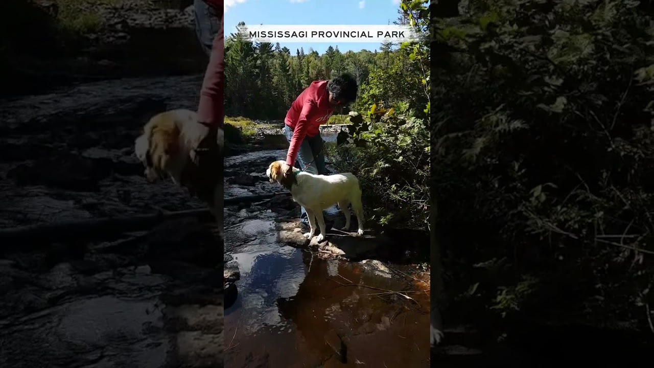 Chloe The Foxhound - The Sheddy Monster 