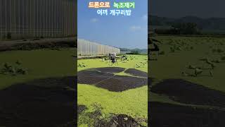 DJi30 드론으로 녹조제거  #dji30 드론 #녹조 #이끼 #개구리밥 #이끼탄 #연 #연근 #연꽃