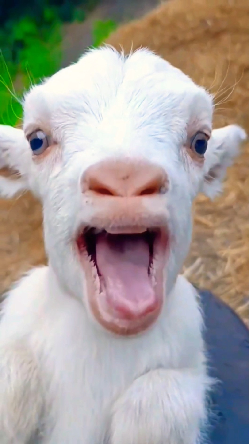Mamaa yey Mamaa?? #shortvideo #viralvideo