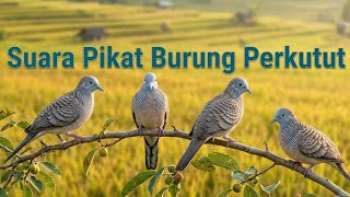 Suara Pikat Burung Perkutut Ampuh & Jernih | Pancing Perkutut Liar Cepat Turun || jebakan bocil