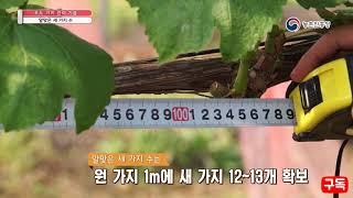 포도나무 가지치기 눈솎기 새가지유인 순지르기 배우기 - Youtube