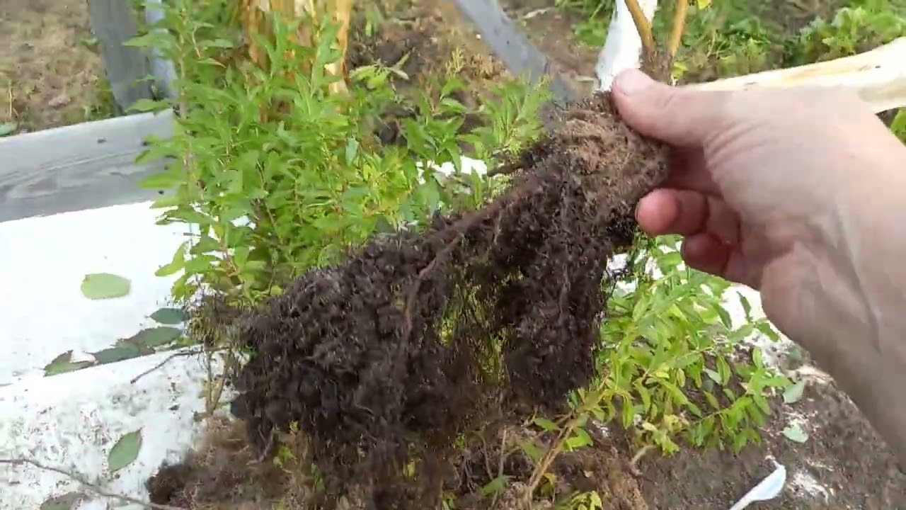 Спирея белая саженцы на весну 2024