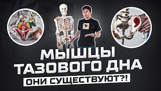 Тазовое дно - где же оно? Ищем мышцы тазового дна || Интересная анатомия