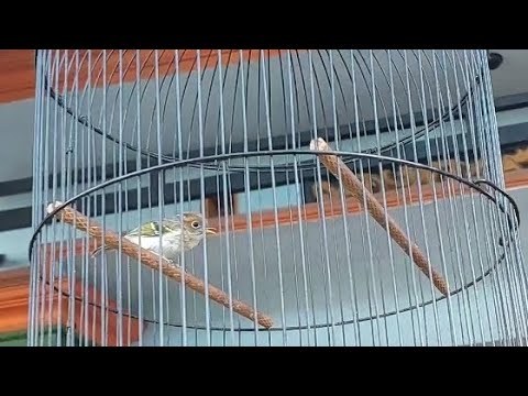 BURUNG CIKRAK MAHKOTA