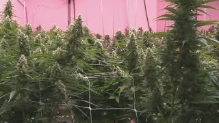 Texas: The Issue Is — Expanding Texas's compassionate use program | FOX 7 Austin