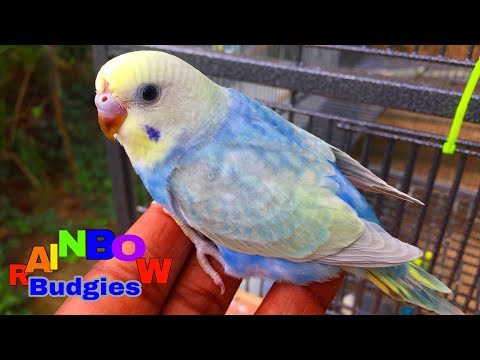 rainbow spangle budgie for sale