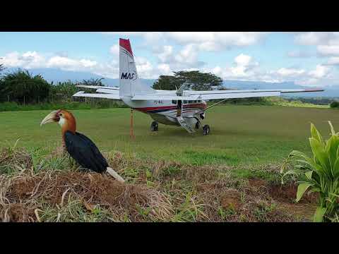 Video: Balsem - Nuttige Eigenschappen En Gebruik Van Balsem, Balsemverzorging, Balsembloemen. Bosbalsem, Binnen, Nieuw-Guinea