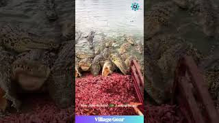 Gator Dinner Time is WILD! 🐊They're So Hangry! 😂 #crocodile #gator #funnyanimals #feedingtime #nope