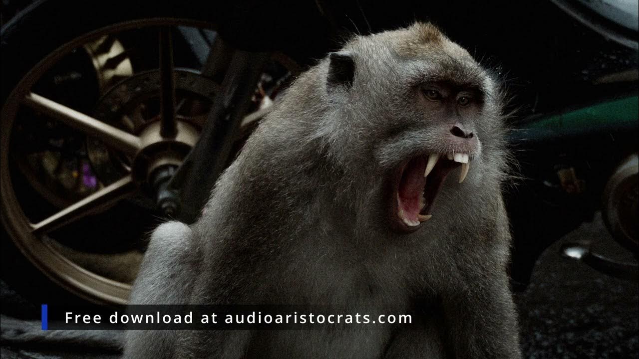 Monkey Angry Chatter Sound Effect FREE YouTube monkey-angry-chatter-sound-effect-free-youtube