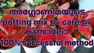 അഗ്ലോണിമയുടെ ഒരു simple potting mix ഉം plant care ഉം കണ്ടാലോ|% successful method|aglaonema plants|