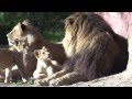 Löwen im Erlebnis-Zoo Hannover