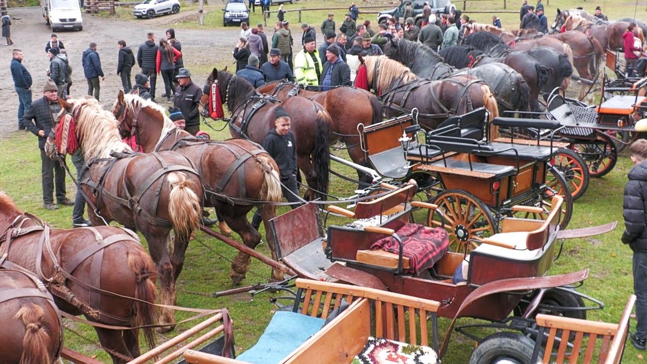 Târg expozițional de cai Valea Străjii - Bistrița Năsăud 26 Octombrie 2025 ep.1