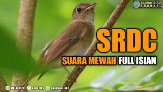 Download Lagu SRDC gacor full isian MP3