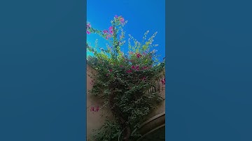 #سورة_الإخلاص #egzonibrahimi #ikhlas #automobile #الرحمن #quran