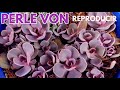 echeveria perle von nurnberg reproduccion suculenta  donsuculento