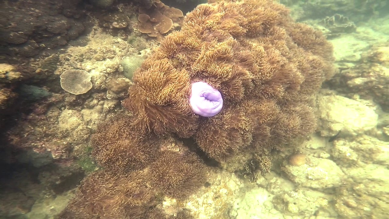 Koh Phangan Snorkeling YouTube