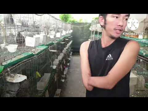 Video Lượm trứng bồ câu và giới thiệu cặp chim câu rừng(cu... - youtube